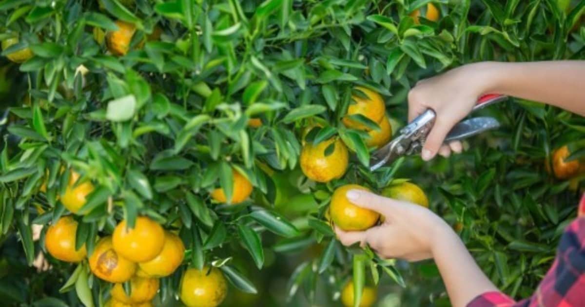 Un hombre retira 12 árboles frutales de su propiedad y los vecinos protestan porque quieren recoger la fruta: "El jardín se ha convertido en un huerto vecinal"