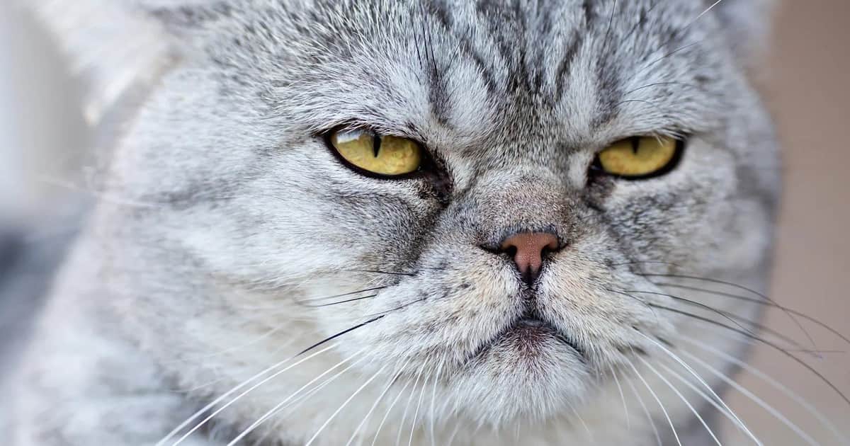 Victor Algra, veterinario: “A diferencia de los perros, los gatos pueden sentir dolor sin que nos demos cuenta porque ocultan sus molestias; aprender a interpretar sus gestos es clave”