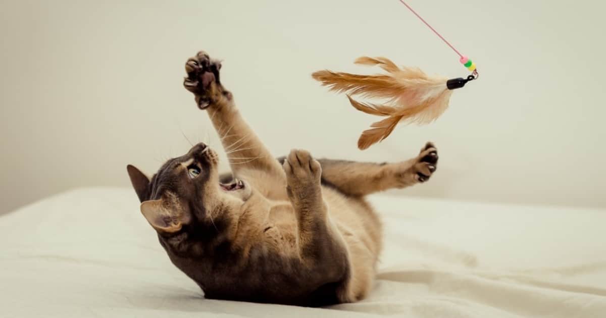 Veterinarios y especialistas en comportamiento felino coinciden sobre cómo jugar con tu gato: "Si no se está moviendo, tu gato no está cazando"