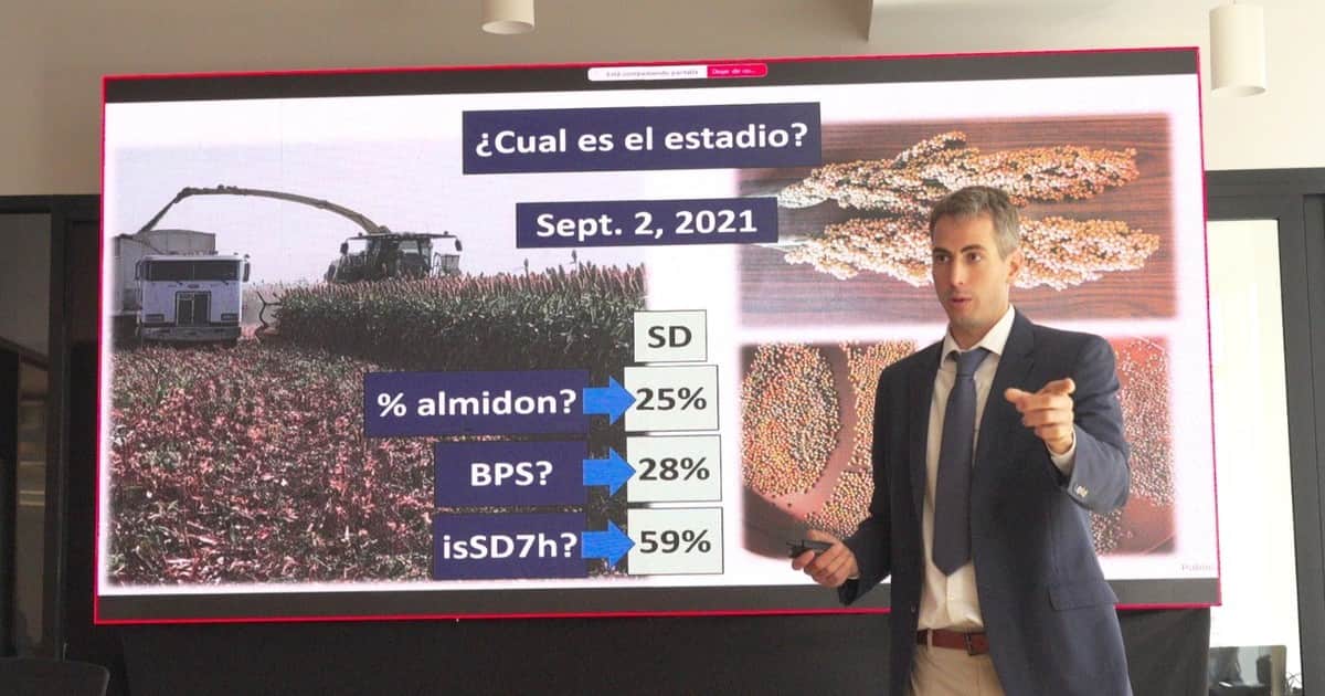 La genética y nuevas tecnologías de picado equiparan al sorgo con el maíz, convirtiéndolo en una herramienta para bajar riesgos y costos