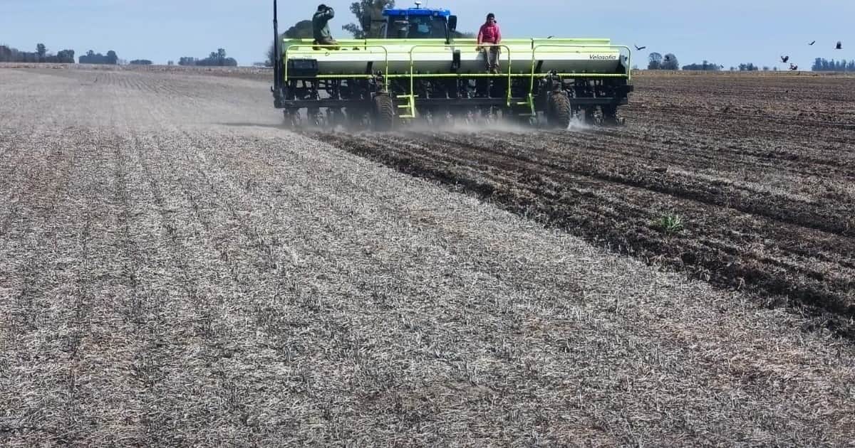 El campo se prepara para el Niño: adelantan la siembra de maíz y empiezan a mover la hacienda de las zonas bajas