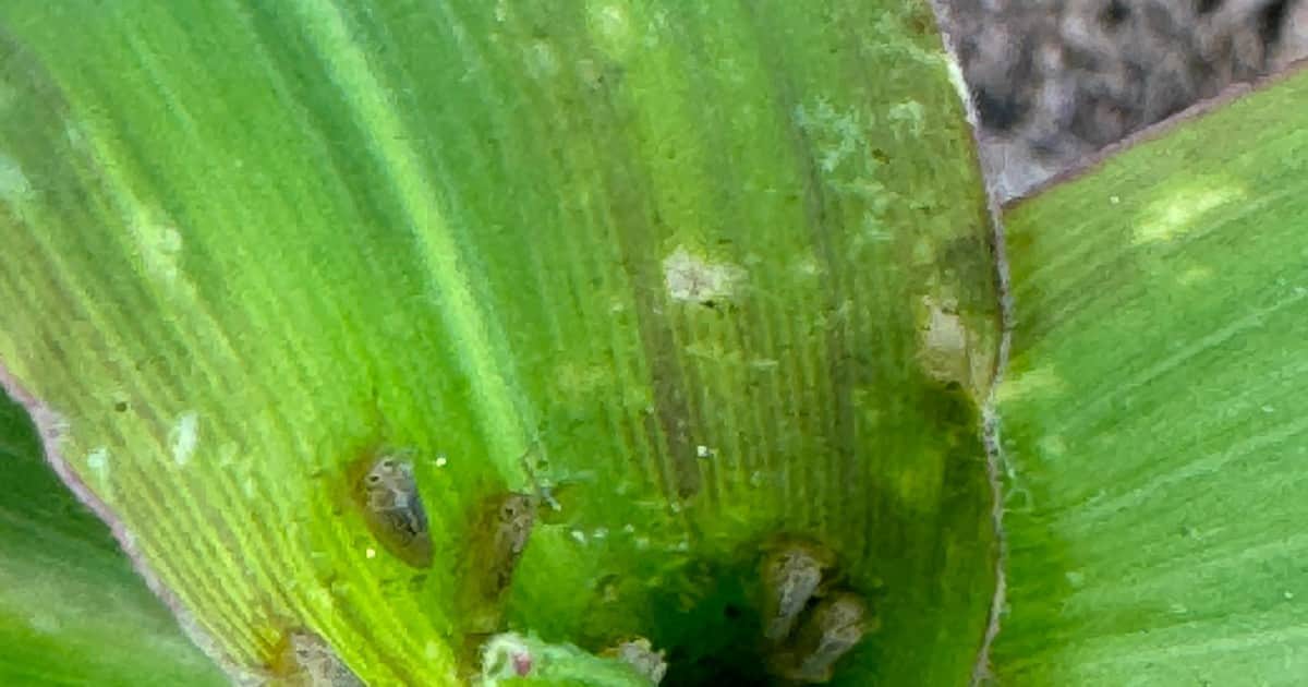 Maíz: el clima le asestó un duro golpe a la chicharrita y abrió otro panorama en el norte del país