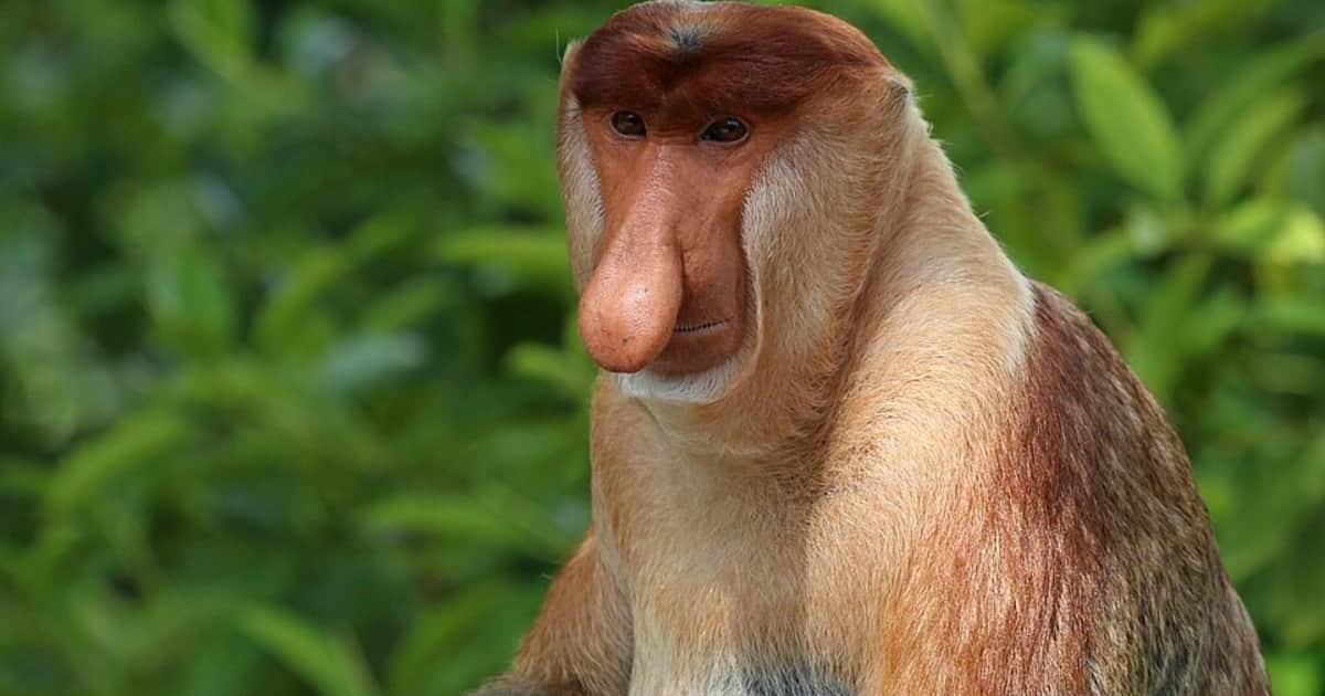 El mono narigudo: a que se debe el tamaño de su nariz y por qué está en peligro de extinción