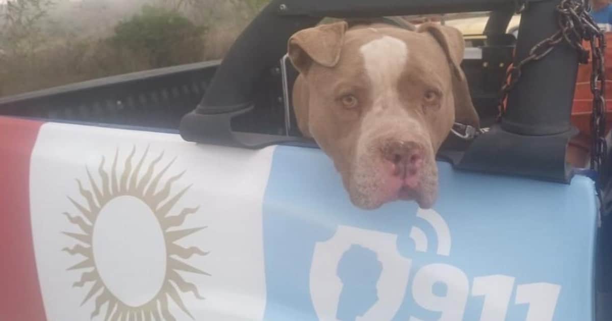 Mortal ataque de perros peligrosos: dos niños murieron en Córdoba tras ser mordidos por un pitbull y un par de dogos