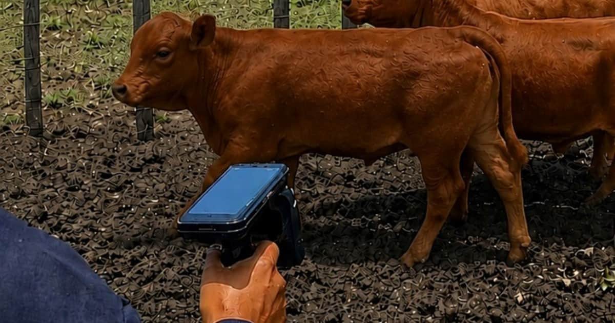 Trazabilidad ganadera: una tecnología que permite identificar animales a distancia y sin llevarlos a la manga