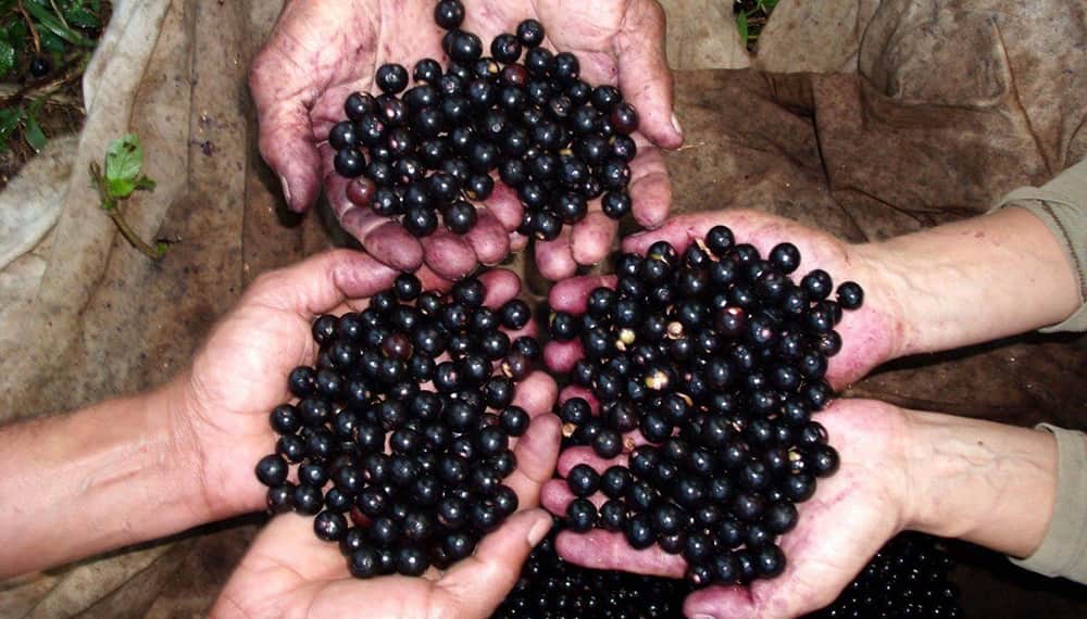 Açaí: qué es, propiedades y por qué es el superfruto de moda