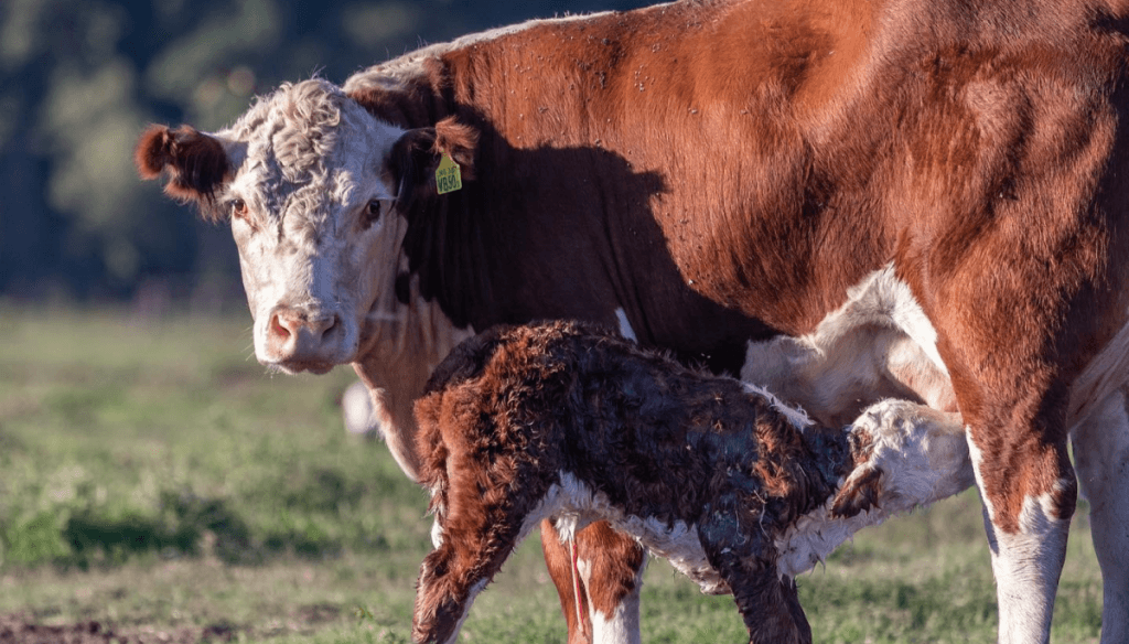 Si es mejor, que se note: los Hereford suman una nueva marca para distinguir hembras superiores