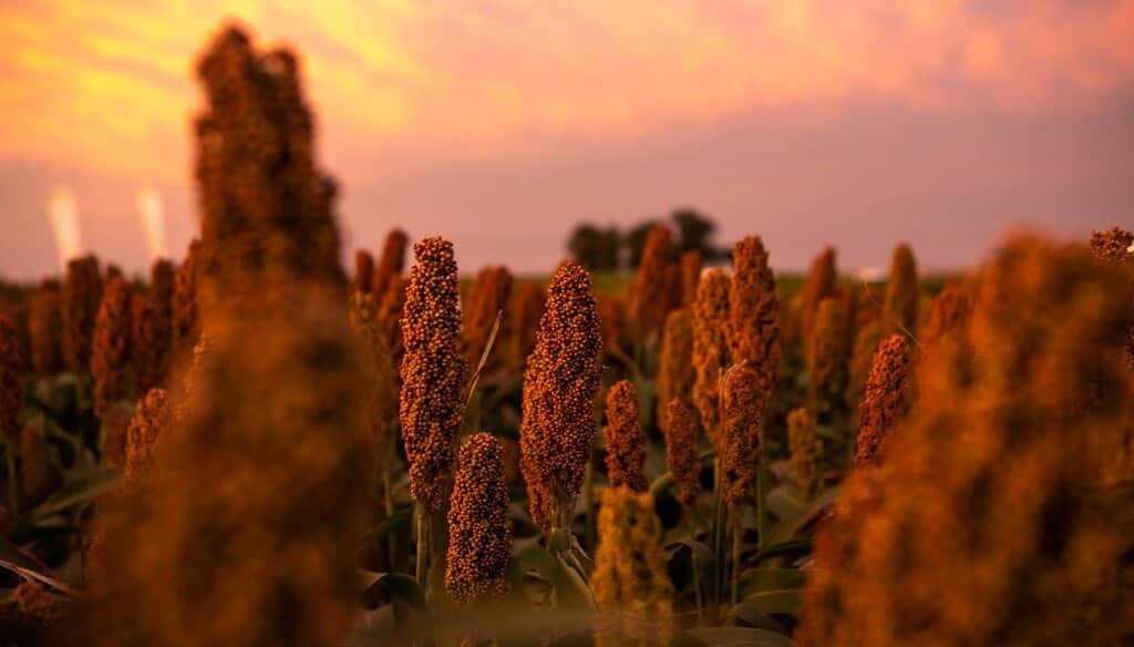 Hasta 15.000 kilos por hectárea: un ajuste de manejo en el sorgo, para conducirlo a más rendimiento