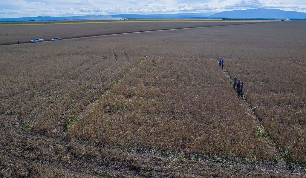 El futuro del agro puede estar en microorganismos que llevan millones de años en el suelo