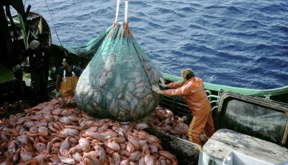 La actividad pesquera creció 300,2% interanual en julio, según el INDEC