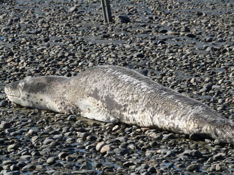 Santa Cruz: pensaron que habían avistado un lobo marino, pero era una "foca leopardo"