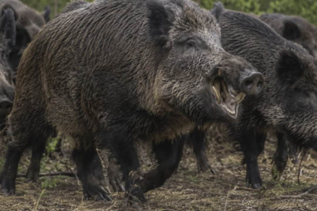 Río Negro avanza con una ley que permitiría vender carne de jabalí y guanaco