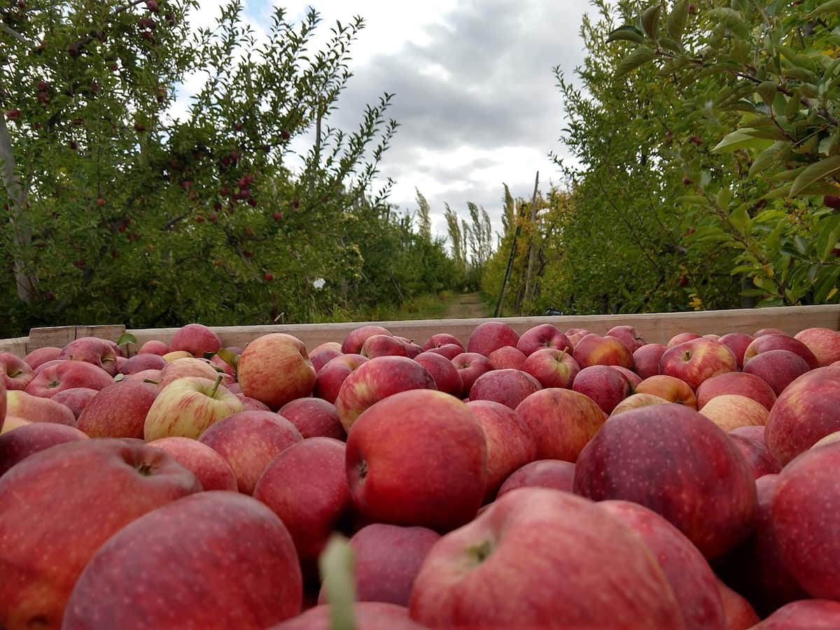 ¿Clásicas o patentadas? La agrónoma Betina Ernst analiza la nueva grieta que se armó entre los productores de manzanas ante la aparición de nuevas variedades