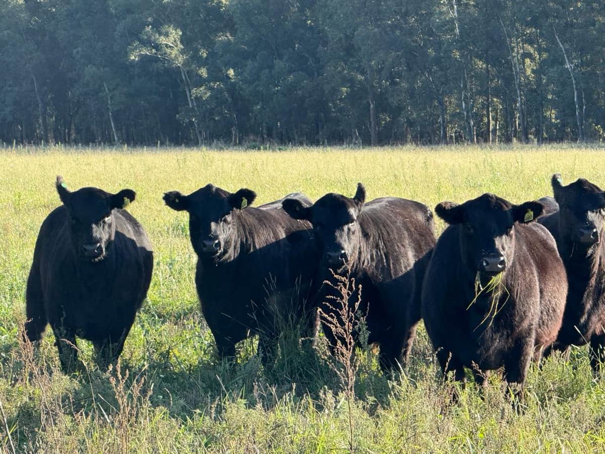 Los toros se desacoplan del novillo y se pagan hasta un 25% más por la alta demanda de genética: “La gente se dio cuenta de que tiene un impacto enorme”, señala Alfonso Bustillo