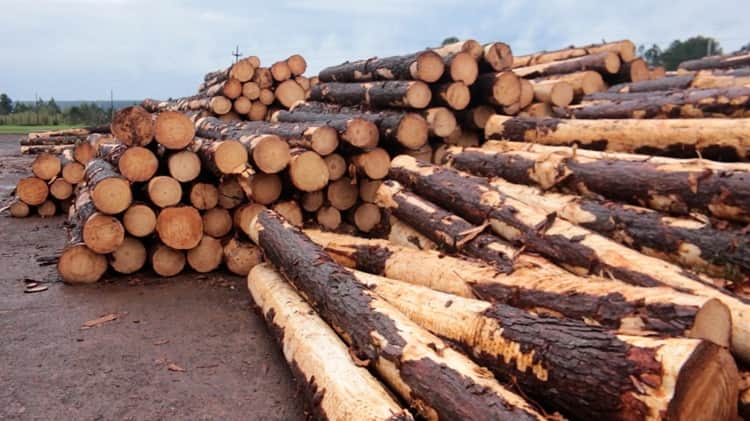 La forestación sufre una “retención” que nadie cobra: Pablo Rigal Navajas calcula que la mala logística se lleva hasta 45% del valor de la madera argentina