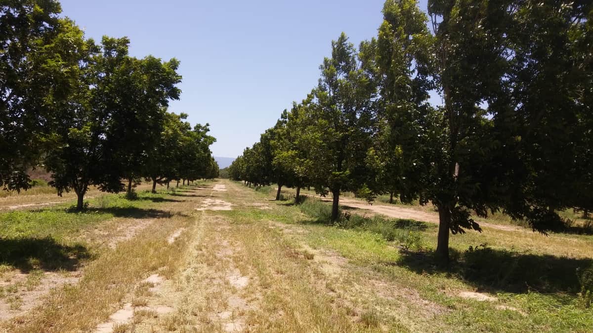La nuez pecan también se abre paso en Catamarca, aprovechando las tierras colonizadas por el olivo: “Los campos ya contaban con infraestructura, pozos de agua y sus sistemas de riego”, destaca el investigador Eber Delgado