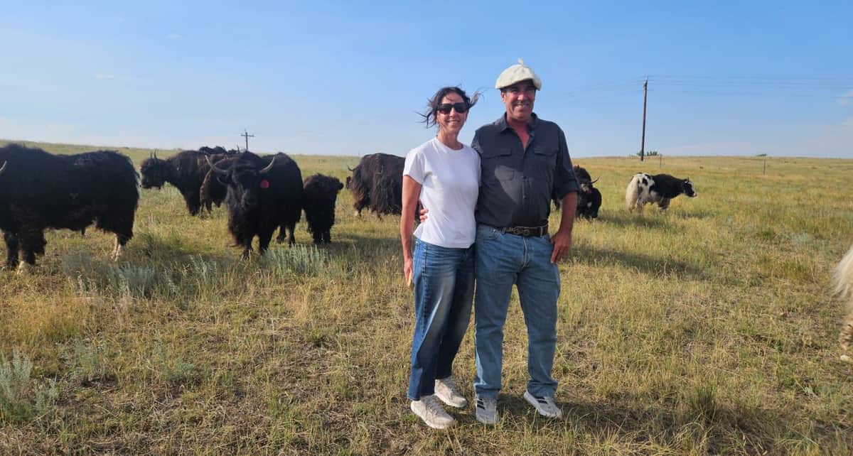 De “extras” en la película Siete años en el Tíbet a potenciales regeneradores de la Patagonia: Un matrimonio sueña con traer yaks a la Argentina, los peludos parientes de los bovinos