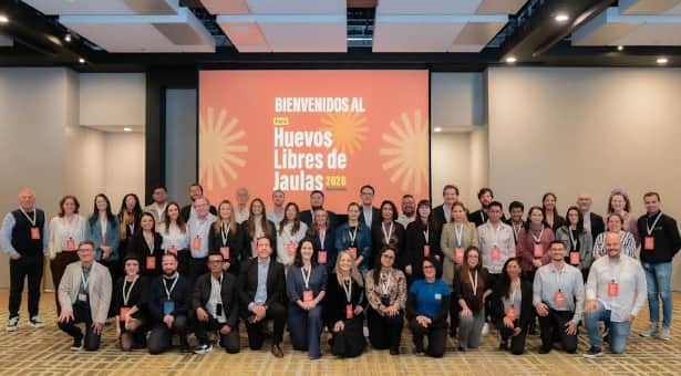 El huevo cambia de gallinero: Grandes empresas apuestan por una producción sin jaulas, pero en América Latina solo una de cada tres completó la transición