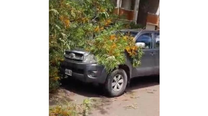 Rama de gran porte se desprendió de árbol de la Av. 9 de Septiembre y cayó sobre una camioneta (el video)