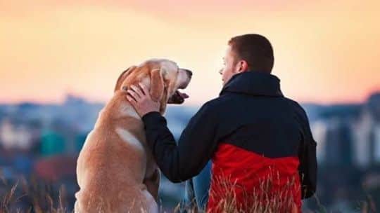 “Para mucha gente es casi un hijo”: proponen que las mascotas puedan ser enterradas junto a sus familias