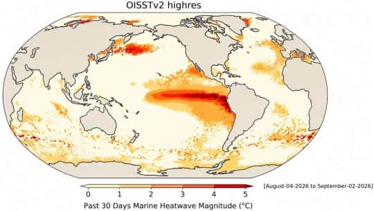 Olas de calor y acidificación: ¿cómo el cambio climático está transformando los océanos?