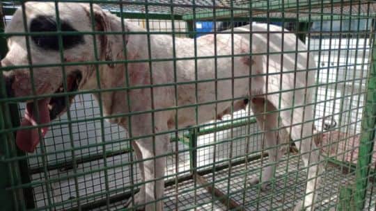 Brutal ataque de dogos en Córdoba: una nena de dos años permanece internada en estado crítico