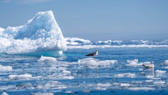 El deshielo de los glaciares está creando un "círculo vicioso", según reveló un estudio de la Universidad Ártica de Noruega