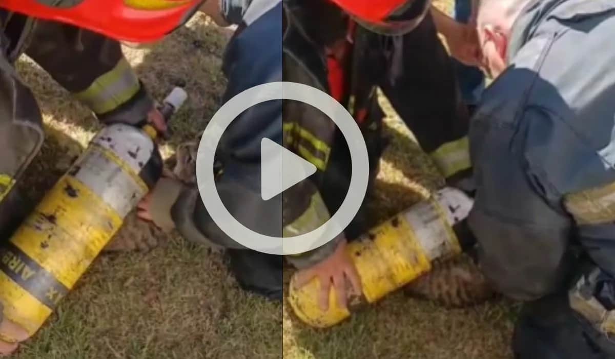 Alto Alberdi: bomberos rescataron a un gato durante un incendio