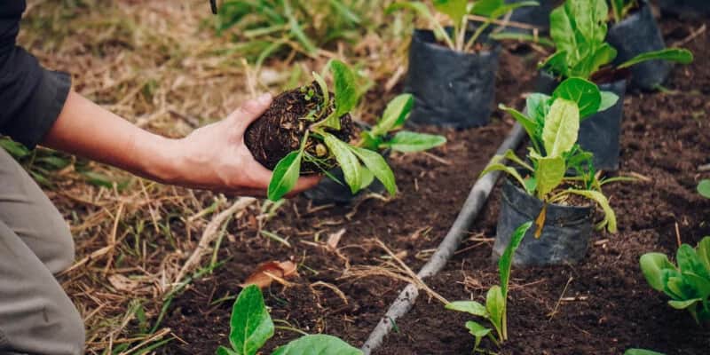 Las Huertas Inclusivas darán plantines de hortalizas a cambio de residuos orgánicos