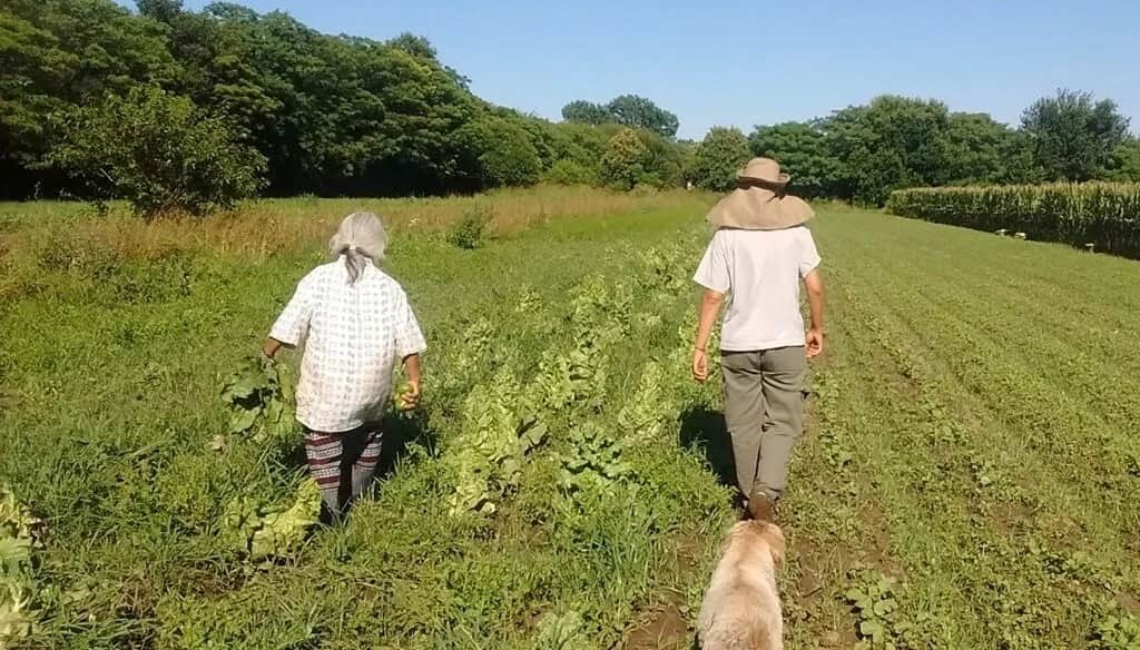 El cinturón verde de Córdoba solo cubre el 21% de la demanda saludable