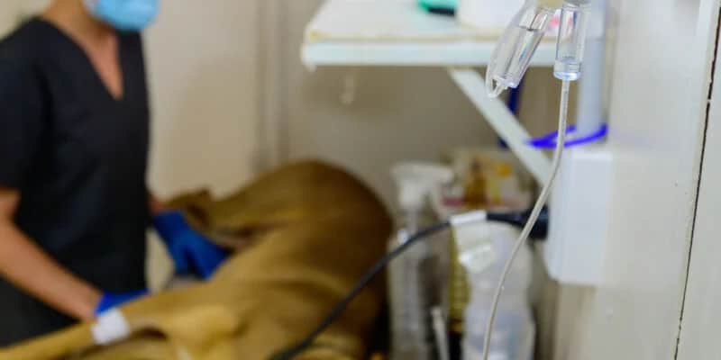 El móvil de castraciones se traslada al CPC Empalme y abre turnos este jueves