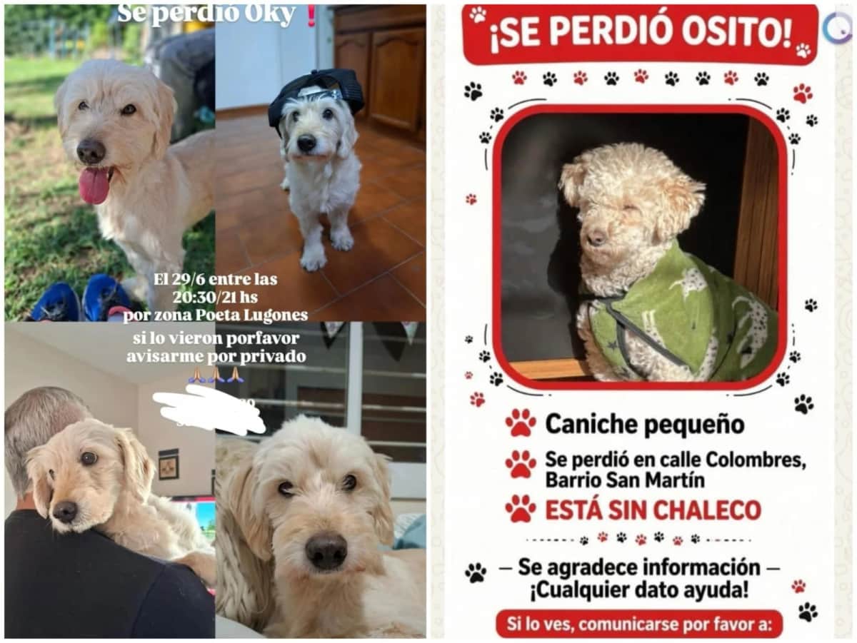 Alerta por estafas con mascotas perdidas en Córdoba