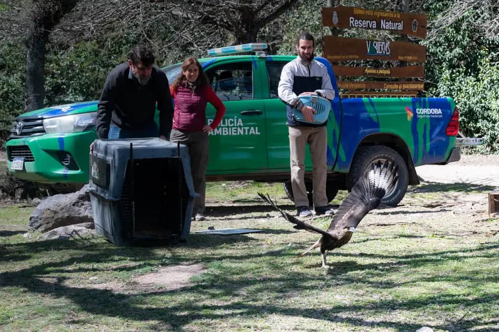 Rescataron 41 aves silvestres y un zorro gris que regresaron a la naturaleza