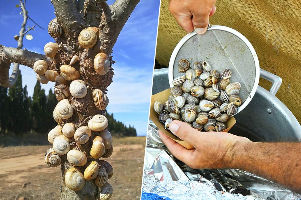 Los mallorquines están dejando de comer caracoles y, como consecuencia, su población está creciendo tanto que tienen asustados a los agricultores
