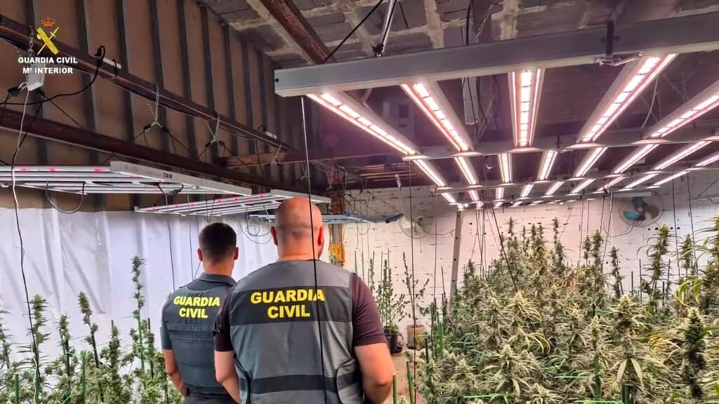Alquiló un chalé en Madrid, pinchó la luz y lo convirtió en una plantación de casi 400 plantas de marihuana