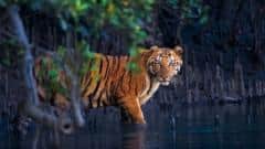 Los misteriosos bosques de manglar capturados en 13 impactantes imágenes