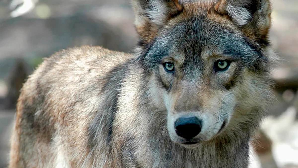 Alerta por los lobos en Italia: 5 ataques en Puglia y más de 3.500 ejemplares en el país