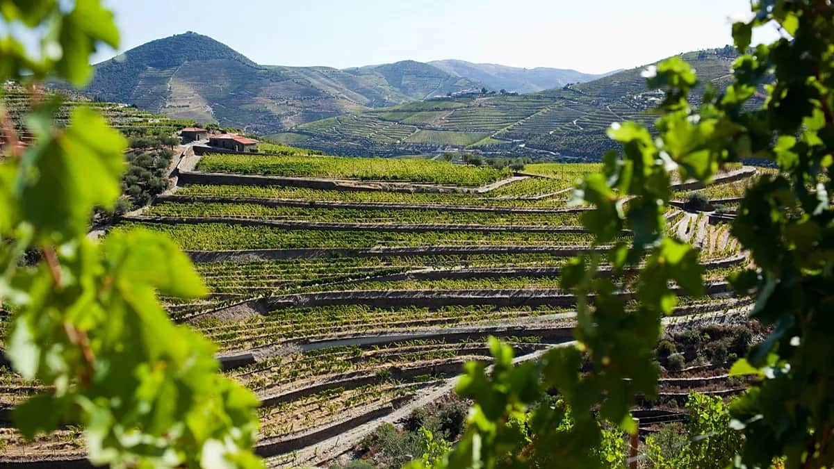 Una inmersión en la tradición, guía para celebrar la vendimia en la región del Duero
