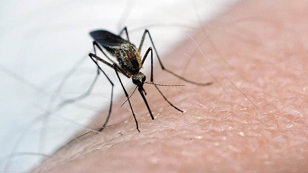Muere en Sevilla un hombre de 89 años por el virus del Nilo, la segunda víctima en Andalucía