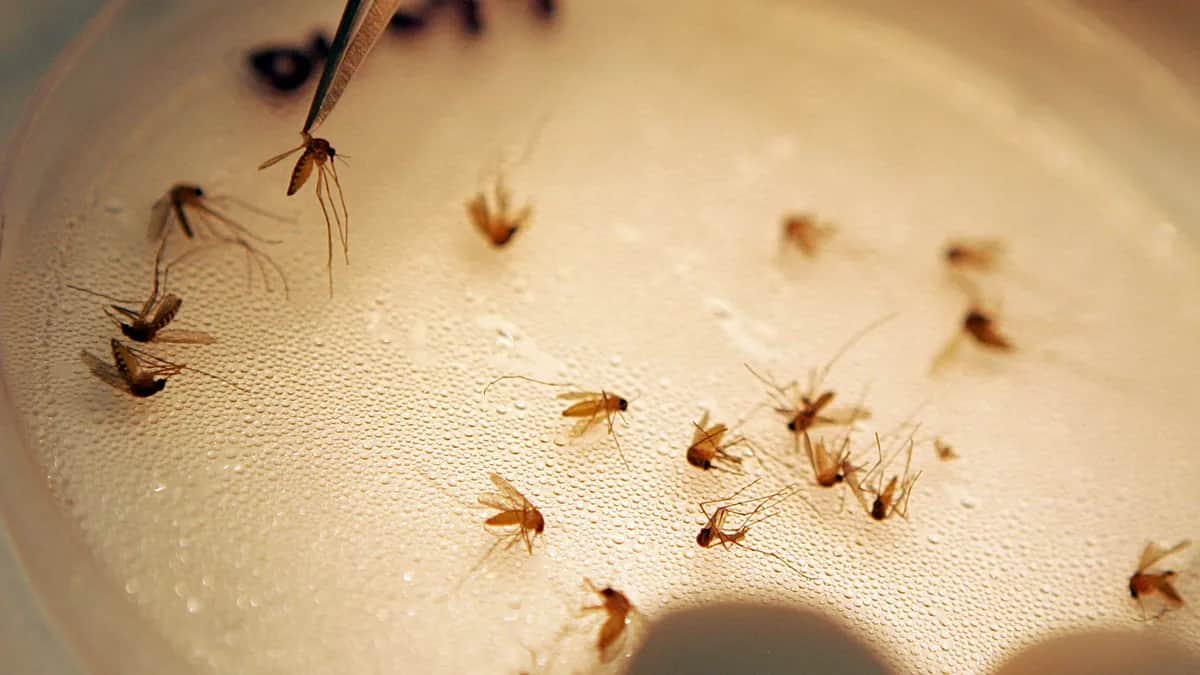 El virus del Nilo Occidental deja 24 muertos en Grecia y activa la alerta en Chipre