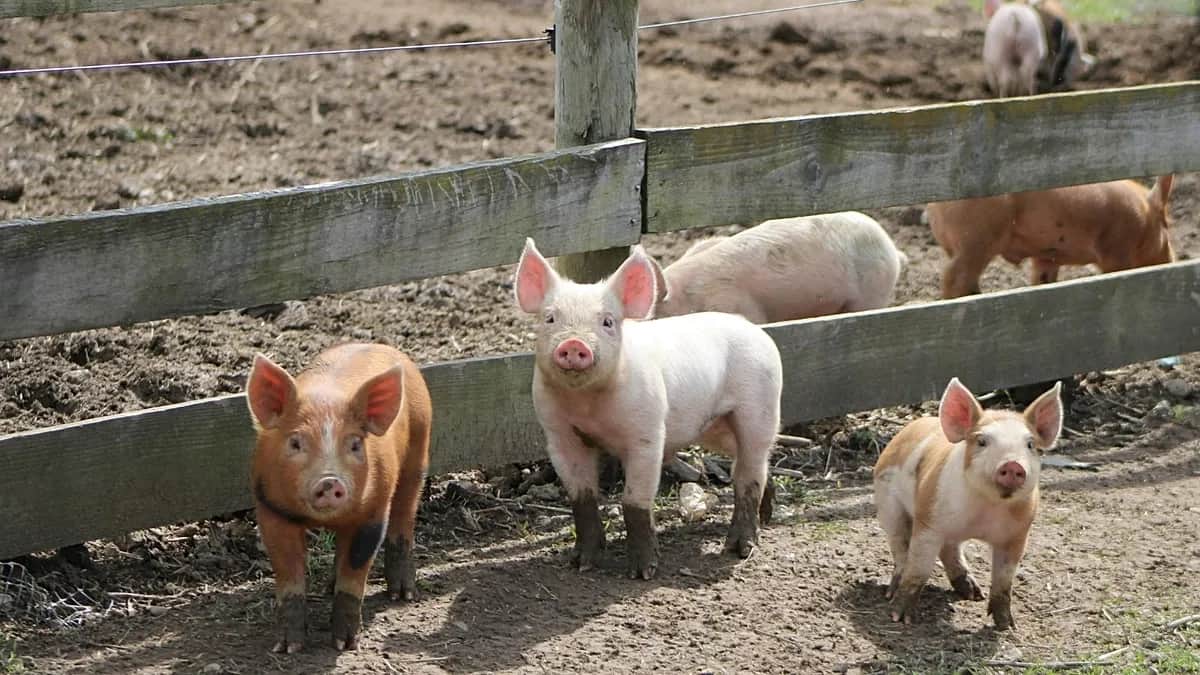 Un hombre vive 9 meses con un riñón de cerdo antes de un trasplante humano
