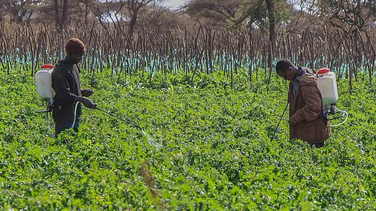 Los pesticidas provocan 400 millones de intoxicaciones al año entre agricultores, según estudio
