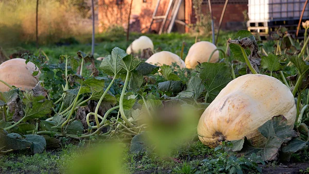 Francia, retiran semillas de calabaza tras más de 80 casos de salmonelosis