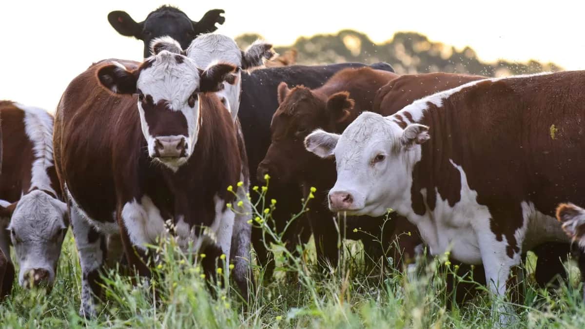 Exportaciones de carne alcanzaron su máximo nivel en una década y ya generaron u$s3.464 millones en 2026