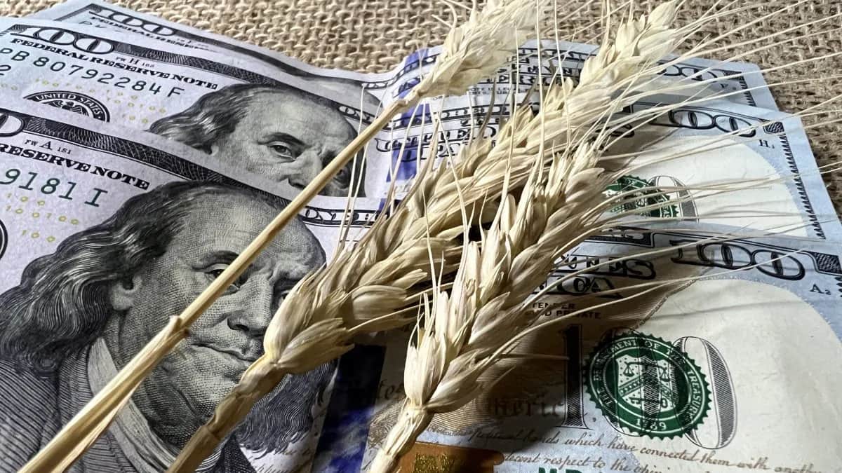 Sube el precio de los granos: trigo y maíz tocaron máximos de tres años y se aceleran las ventas de soja