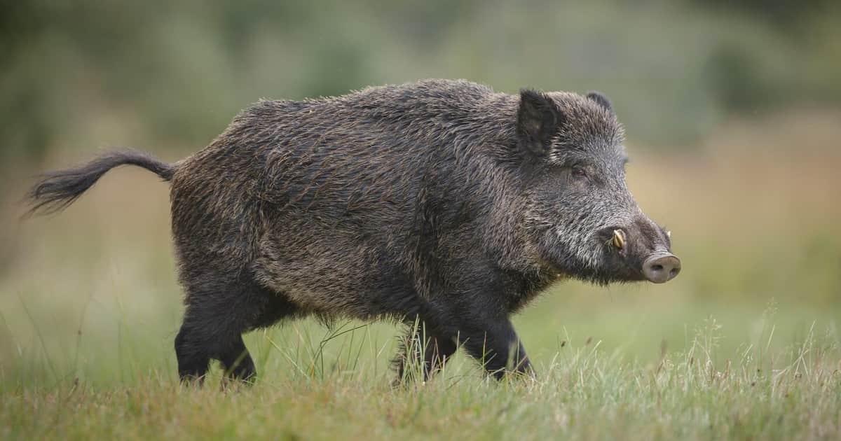 Río Negro avanza con una nueva Ley de Carnes y abre una discusión por el manejo del jabalí y la fauna silvestre