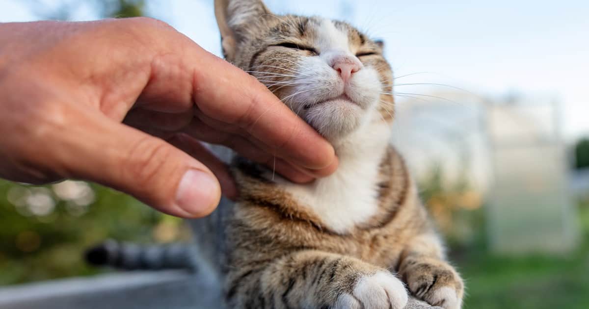Descubren que el pis de gato tiene un olor tan fuerte debido a una habilidad que sorprende a los científicos