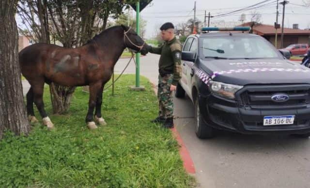 Campana: un caballo suelto provocó un accidente y fue secuestrado