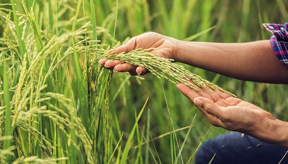 Arroz: Entre Ríos lanza su propio sello de calidad para impulsar el cultivo
