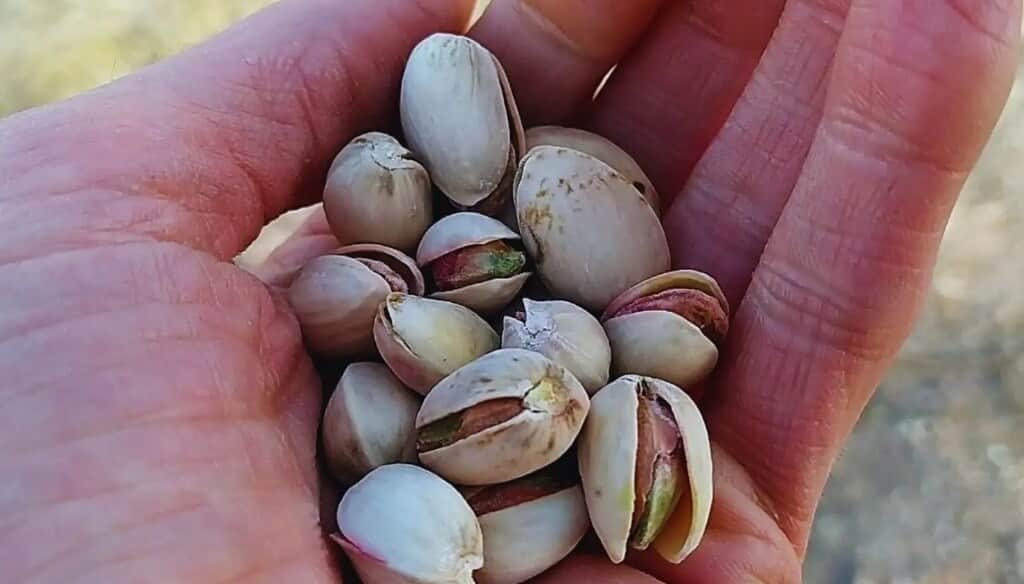 La explosión productiva del pistacho: un cultivo con muchas oportunidades, pero también amenazas